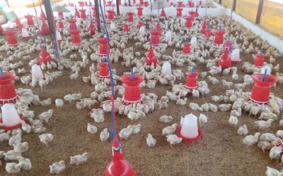 Chicken Farming – Satara, India
